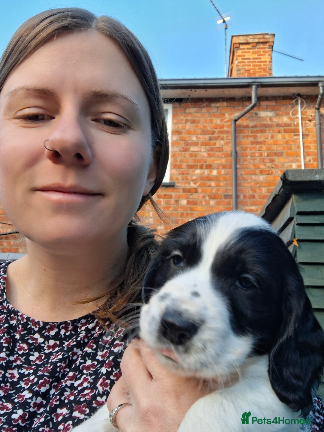 Cocker Spaniel dogs for sale: Our last pup - Ready now - KC Reg cocker spaniel! - Advert 26