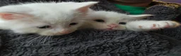Mixed Breed cats for sale: 3  kittens😸 ready to go dad white angora mum toby - Advert 5