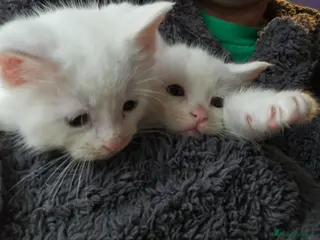 Mixed Breed cats 3 kittens😸 ready to go dad white angora mum toby - Advert 14