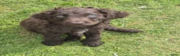 Irish Water Spaniel dogs for sale: Irish water spaniel - Advert 4