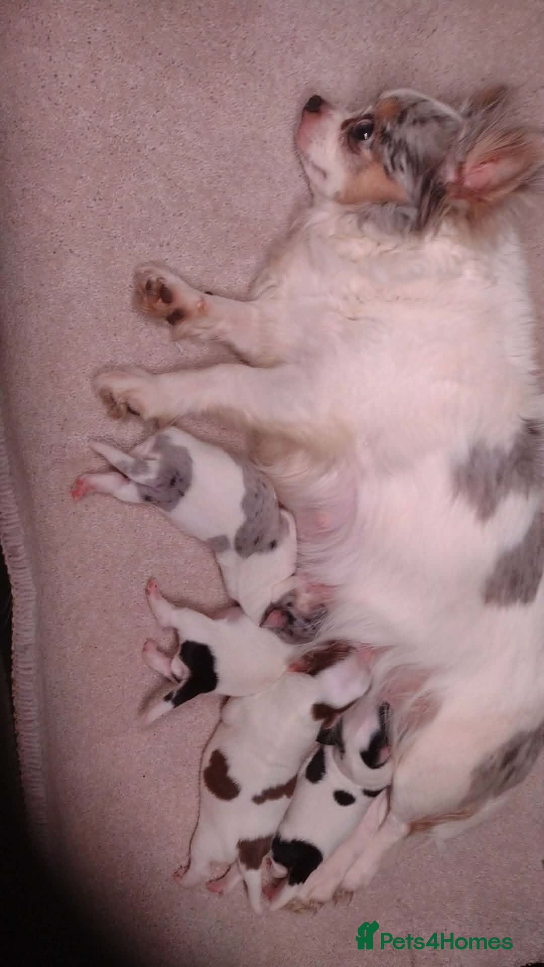 Chihuahua dogs 3 stunning chihuahua boy pups - Advert 2