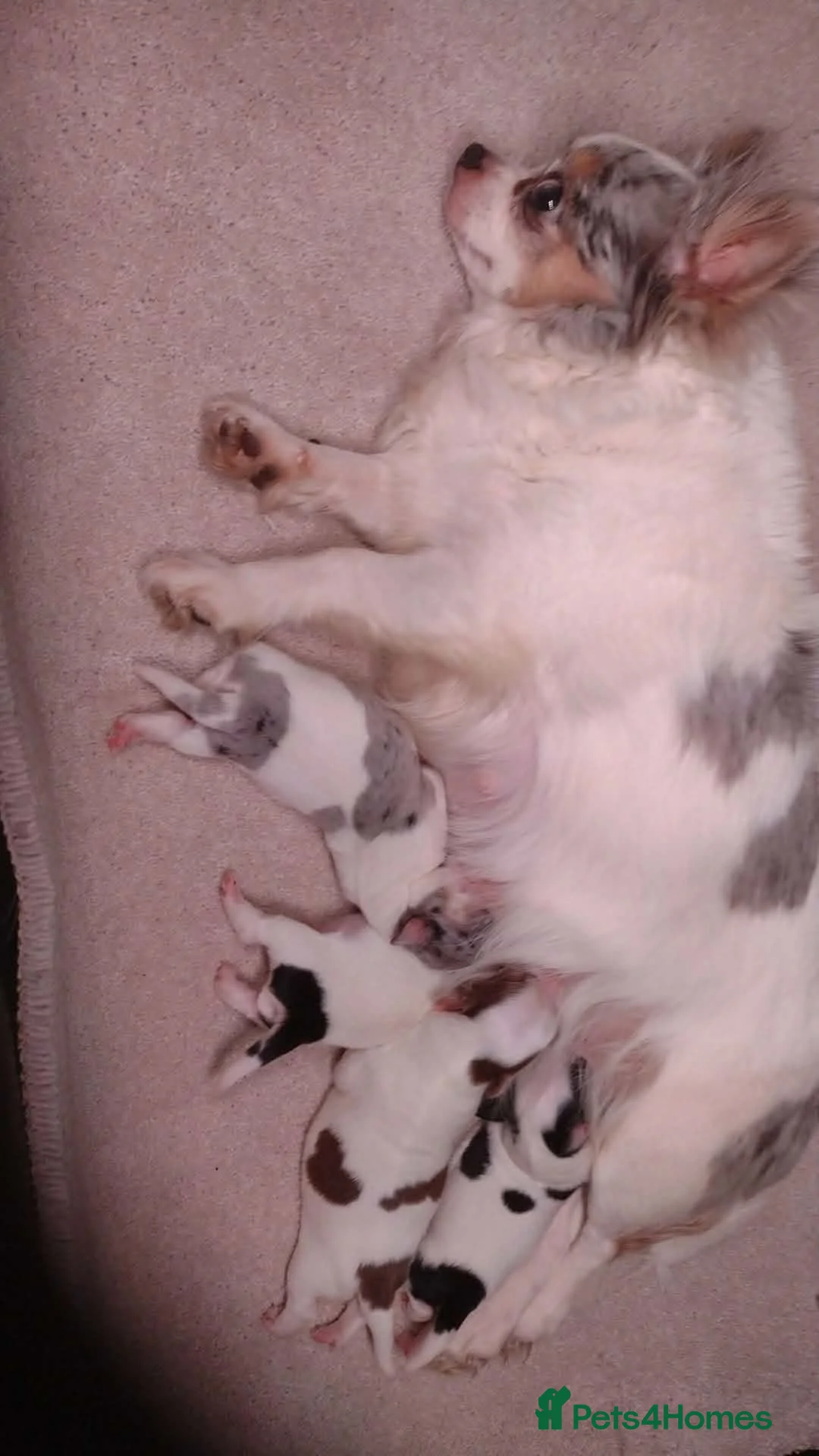Chihuahua dogs for sale: 3 stunning chihuahua boy pups - Advert 1