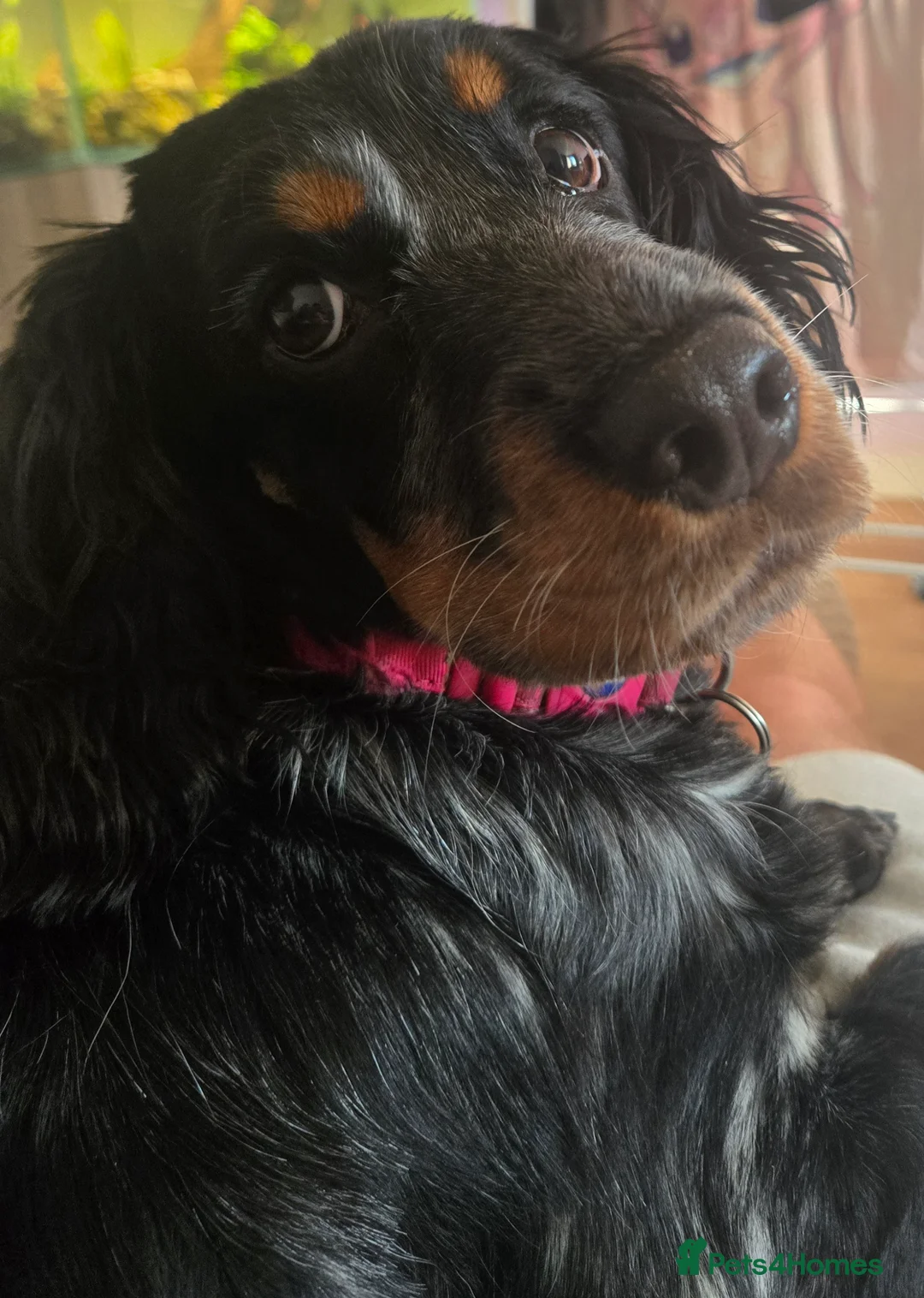 Cocker Spaniel dogs for sale: Gorgeous working cocker spaniel puppies - Advert 14