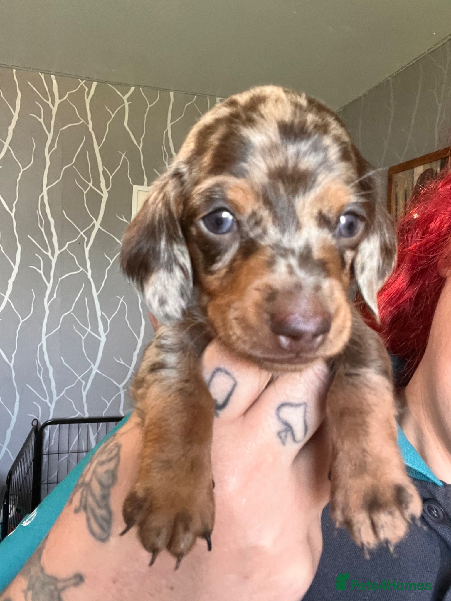 Miniature Dachshund dogs Beautiful kc miniature dachshund puppies - Advert 11