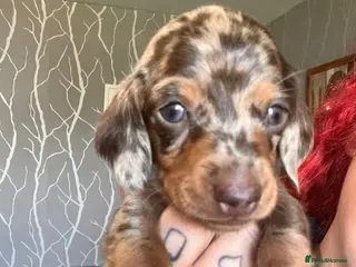 Miniature Dachshund dogs Beautiful kc miniature dachshund puppies - Advert 11