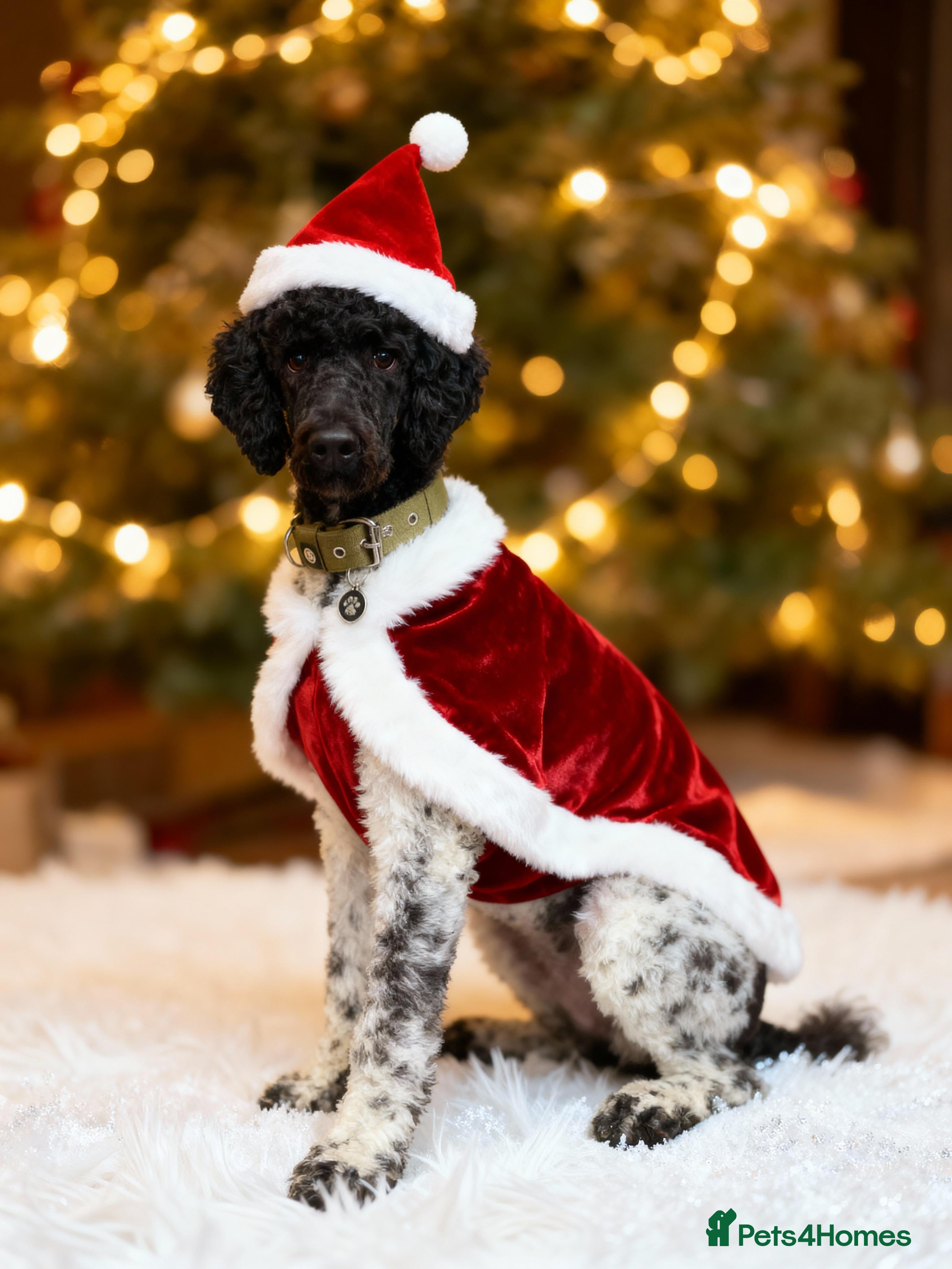 Standard Poodle dogs Outstanding Parti Standard Poodle Stud - Advert 13