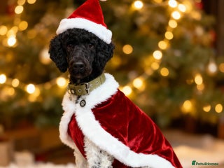 Standard Poodle dogs Outstanding Parti Standard Poodle Stud - Advert 13