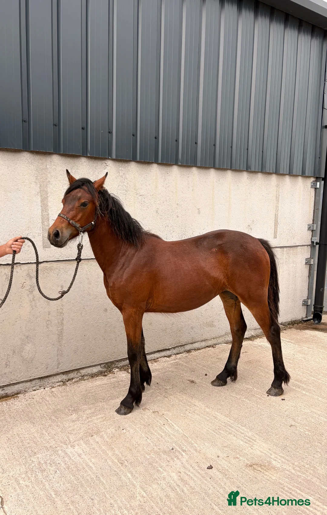 Connemara horses for sale: Connemara Bay Yearly Filly - Advert 2