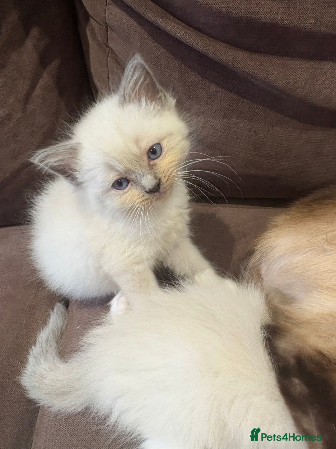 Ragdoll cats for sale: Last 2 beautiful boy blue mitted Ragdolls kittens  - Image 10