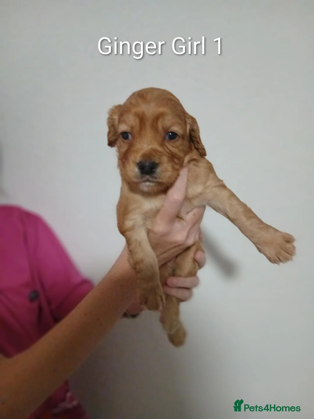 Cocker Spaniel dogs for sale: 4 cocker-spaniel 3 ginger female and 1 black boy - Advert 2