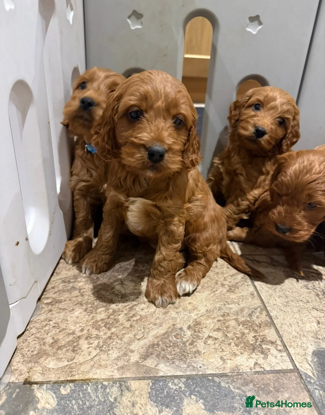 Cocker Spaniel dogs for sale: Cocker Spaniel Puppies - Advert 9