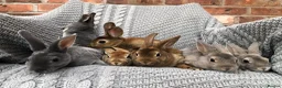 Rex rabbits for sale: Beautiful velvet mini Rex & Rex rabbits - Advert 32