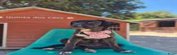 Mixed Breed dogs for adoption: Huggable Hazel - Advert 3
