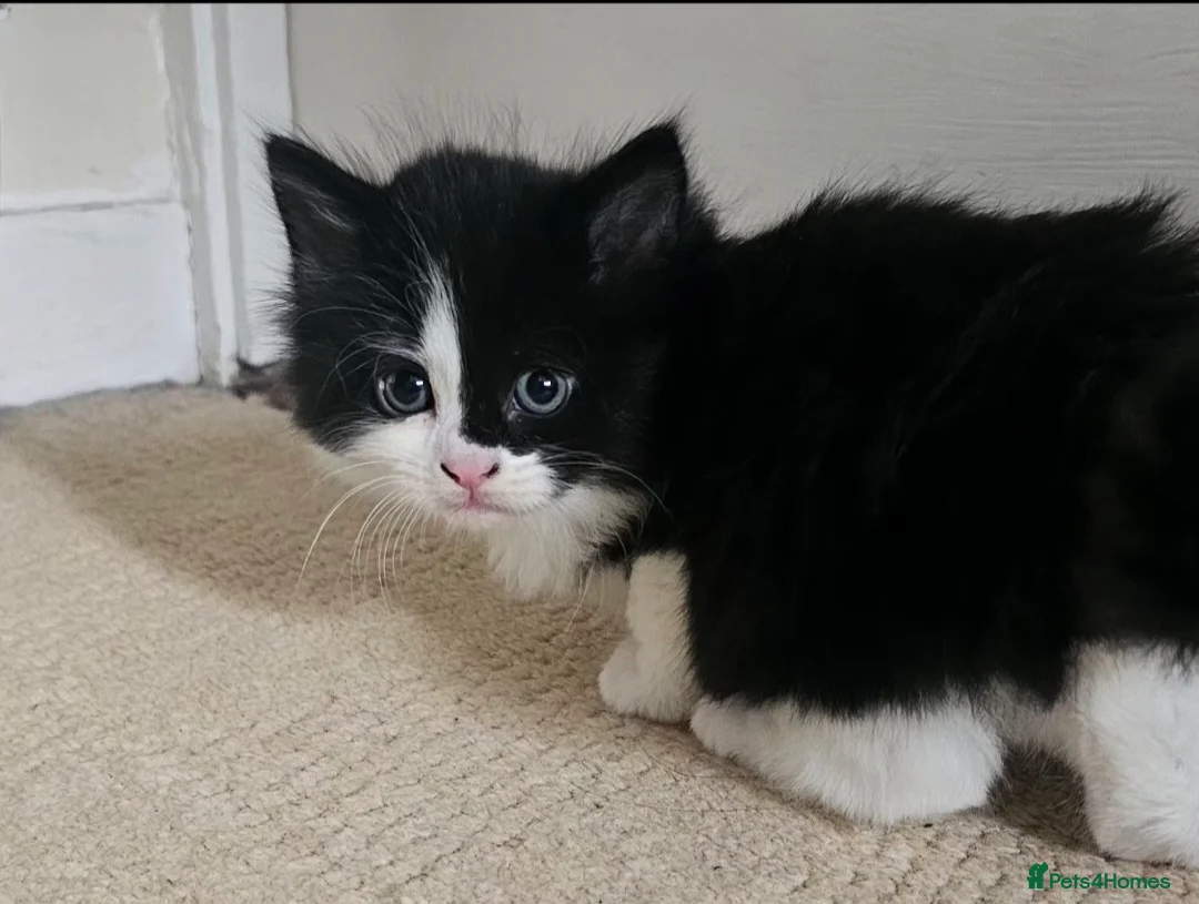 Mixed Breed cats for sale: 4 kittens  - Advert 2