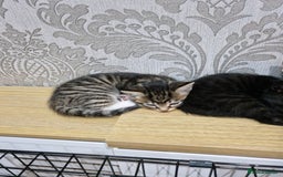 Domestic Shorthair cats for sale: Kittens - Advert 2