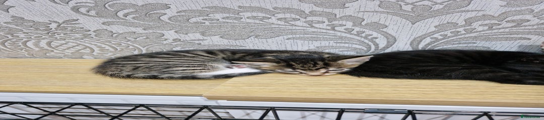 Domestic Shorthair Kitten 3