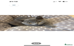 British Shorthair cats for sale: British Shorthair pedegree  Kittens  - Image 10