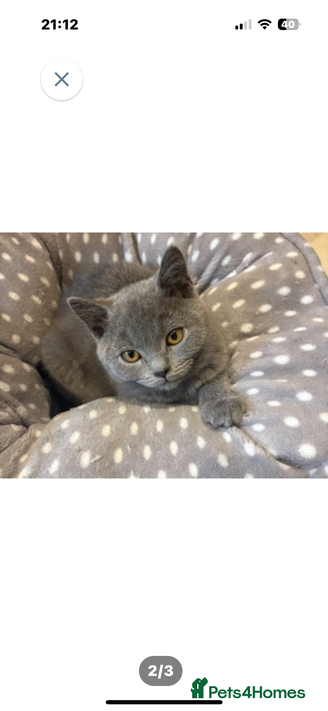 British Shorthair cats for sale: British Shorthair pedegree  Kittens  - Image 10
