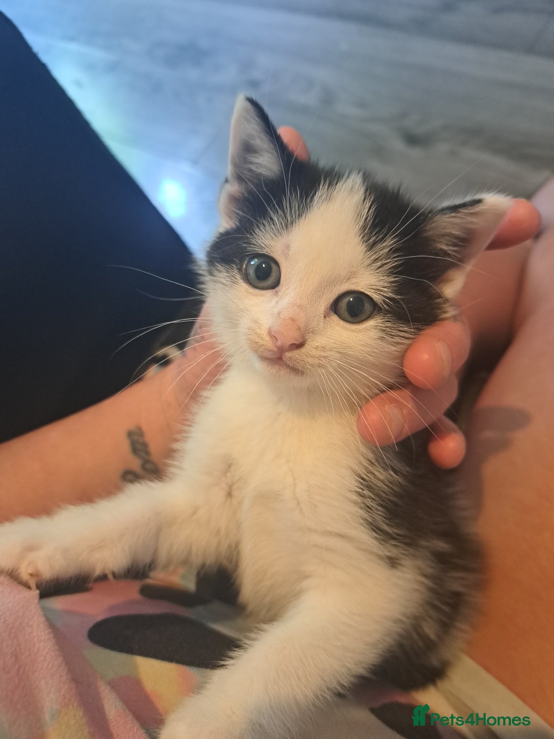 Domestic Shorthair cats for sale: 2 female kittens  - Image 13