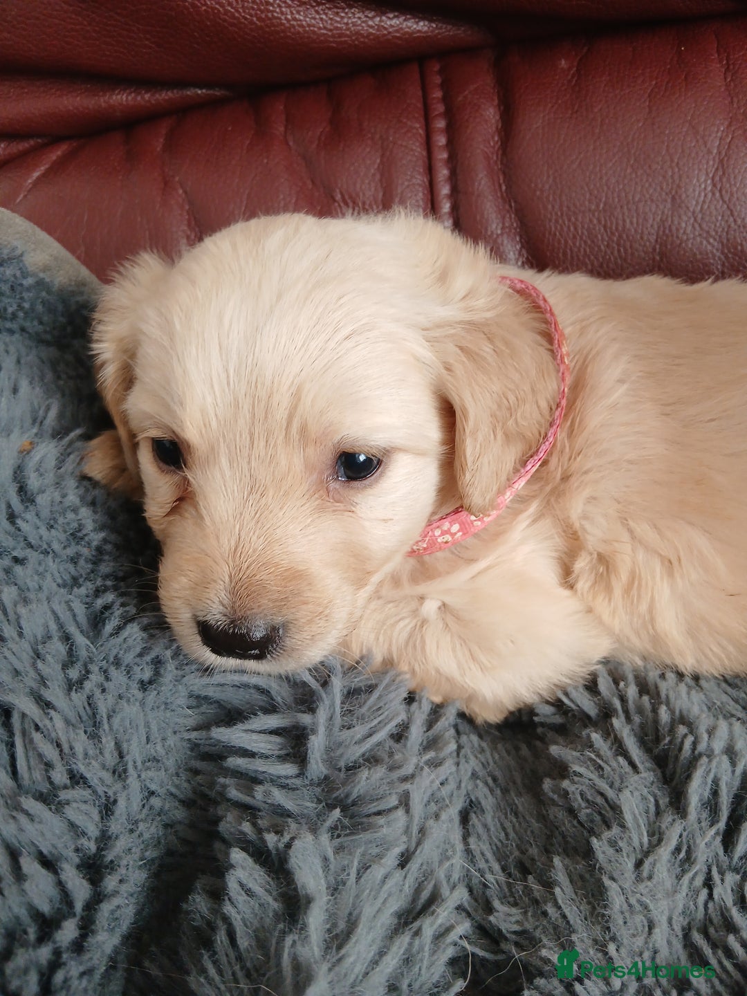 Golden Retriever dogs for sale: Cream golden retriver for sale ONLY 2 Available  - Image 7