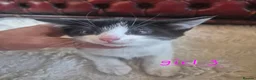 Mixed Breed cats for sale: 4 girls 4 boys 8 week old kittens  - Advert 23