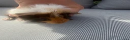 Guinea Pig rodents for sale: RESERVED 5 baby guinea pigs available 21st June - Advert 6