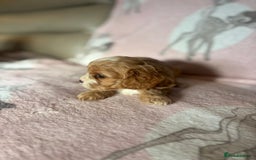 Cavapoo dogs for sale: Stunning Cavapoo puppies from family home  - Advert 10