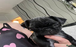 Pug dogs for sale: 4 beautiful pugs for sale 1 boy 3 girls  - Image 4
