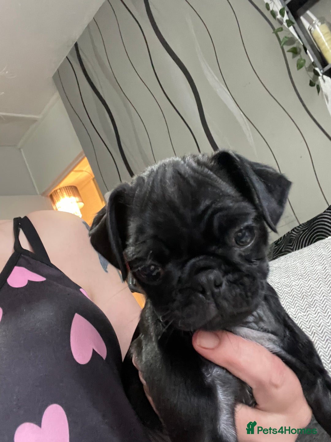 Pug dogs for sale: 4 beautiful pugs for sale 1 boy 3 girls  - Image 4