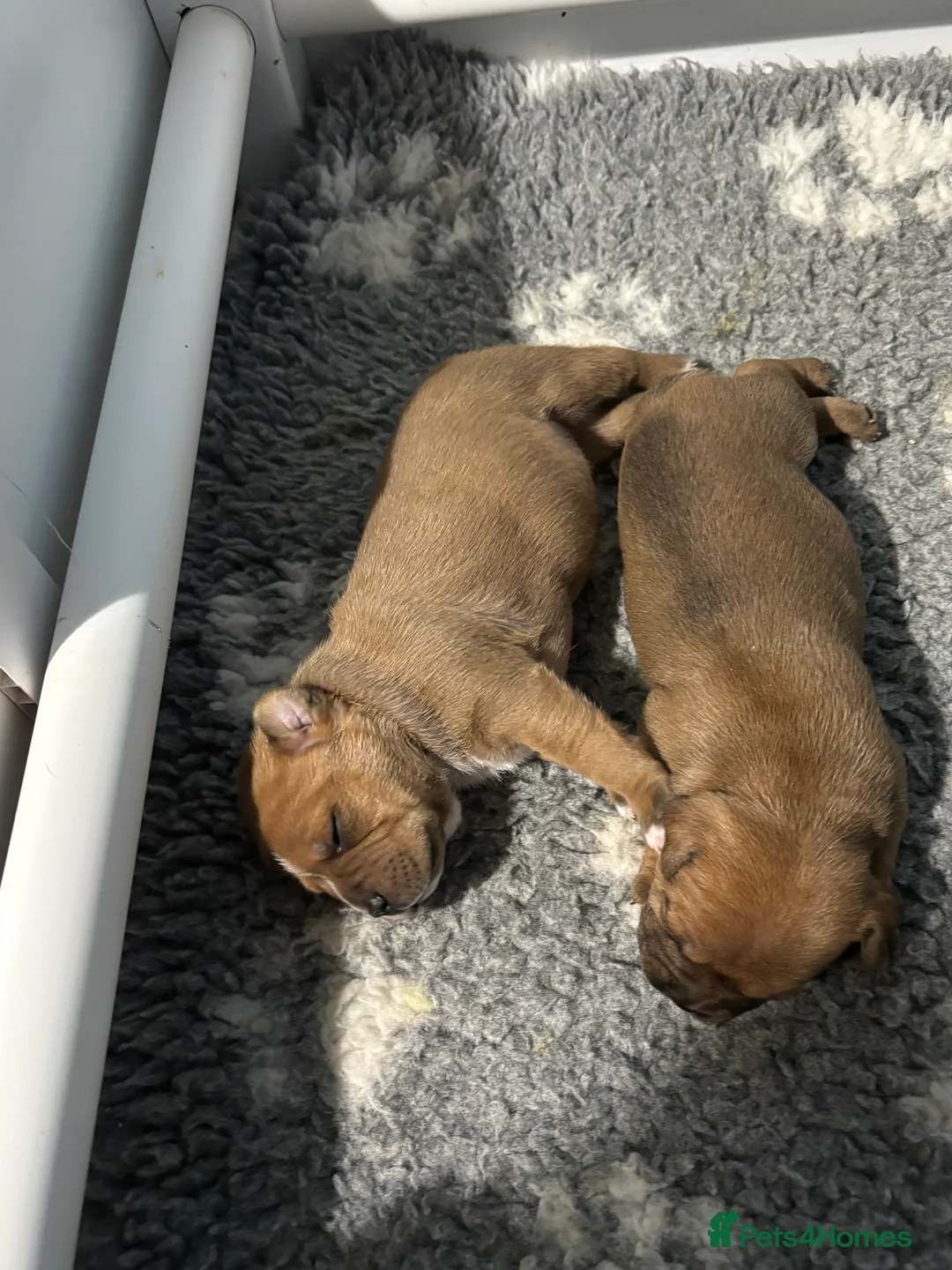 Staffordshire Bull Terrier dogs for sale: Stunning red dog puppies  - Advert 4