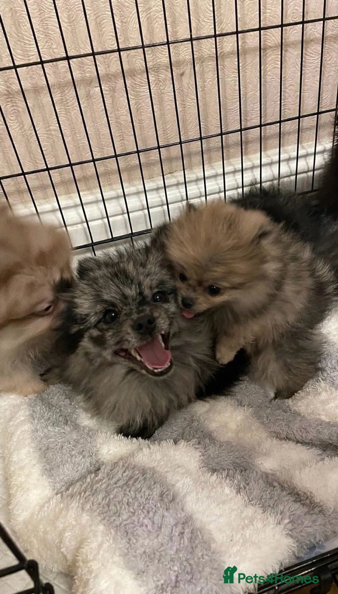 Pomchi dogs for sale: Beautiful pomeranian puppies  - Advert 12