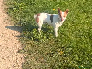 Jack Russell dogs Stud jack Russell mini,pics and proof of litter - Advert 5