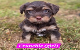 Yorkshire Terrier dogs for sale: Chocolate Yorkshire Terrier  - Image 2