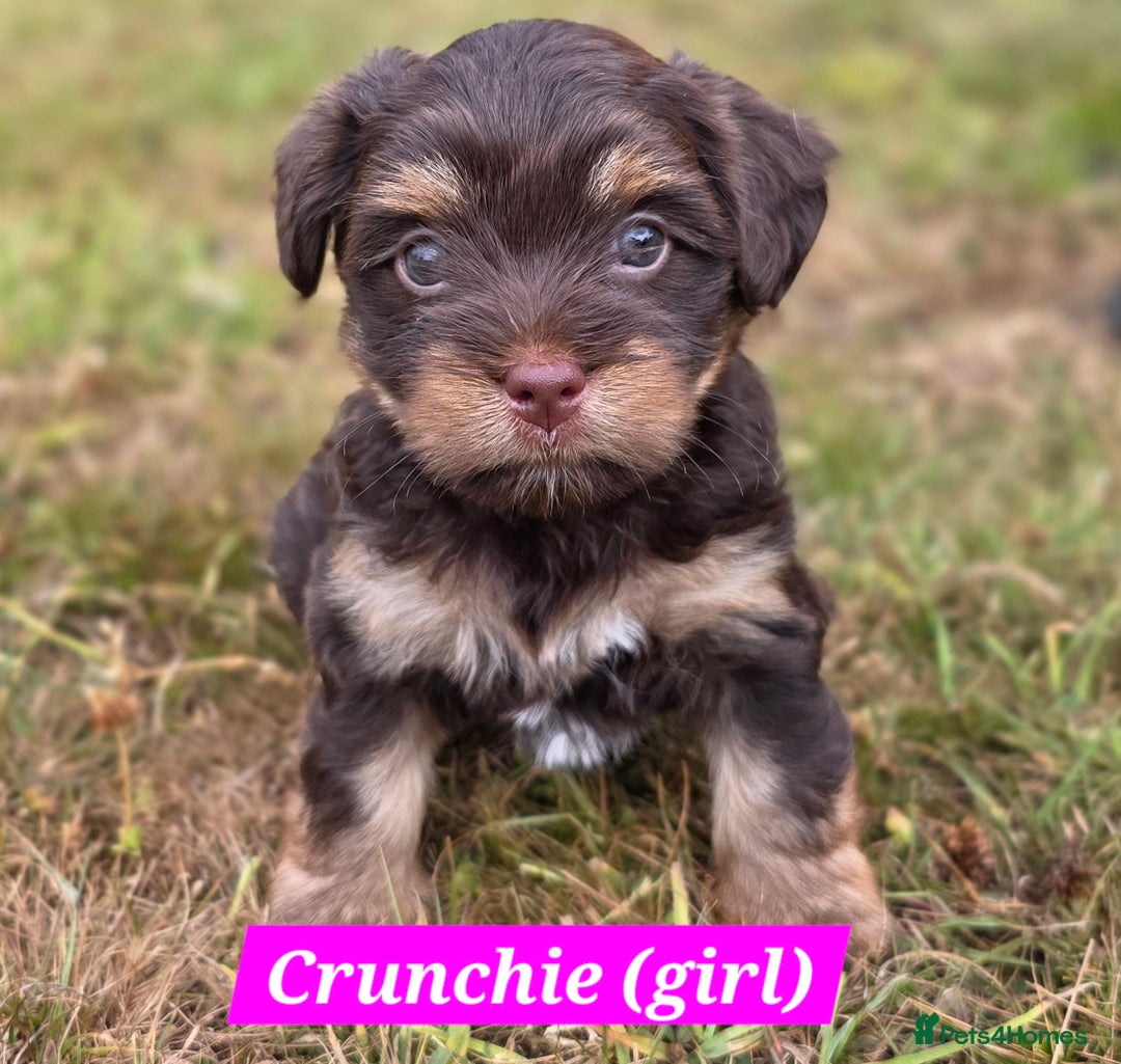 Yorkshire Terrier dogs for sale: Chocolate Yorkshire Terrier  - Image 2