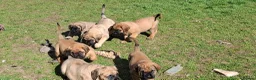 Mastiff dogs for sale: Mastiff puppies  in Galashiels - Advert 24