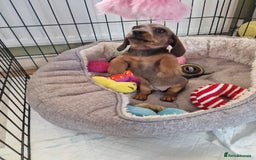 Dachshund dogs for sale: Champion sired, show quality miniature, ready now. - Image 10