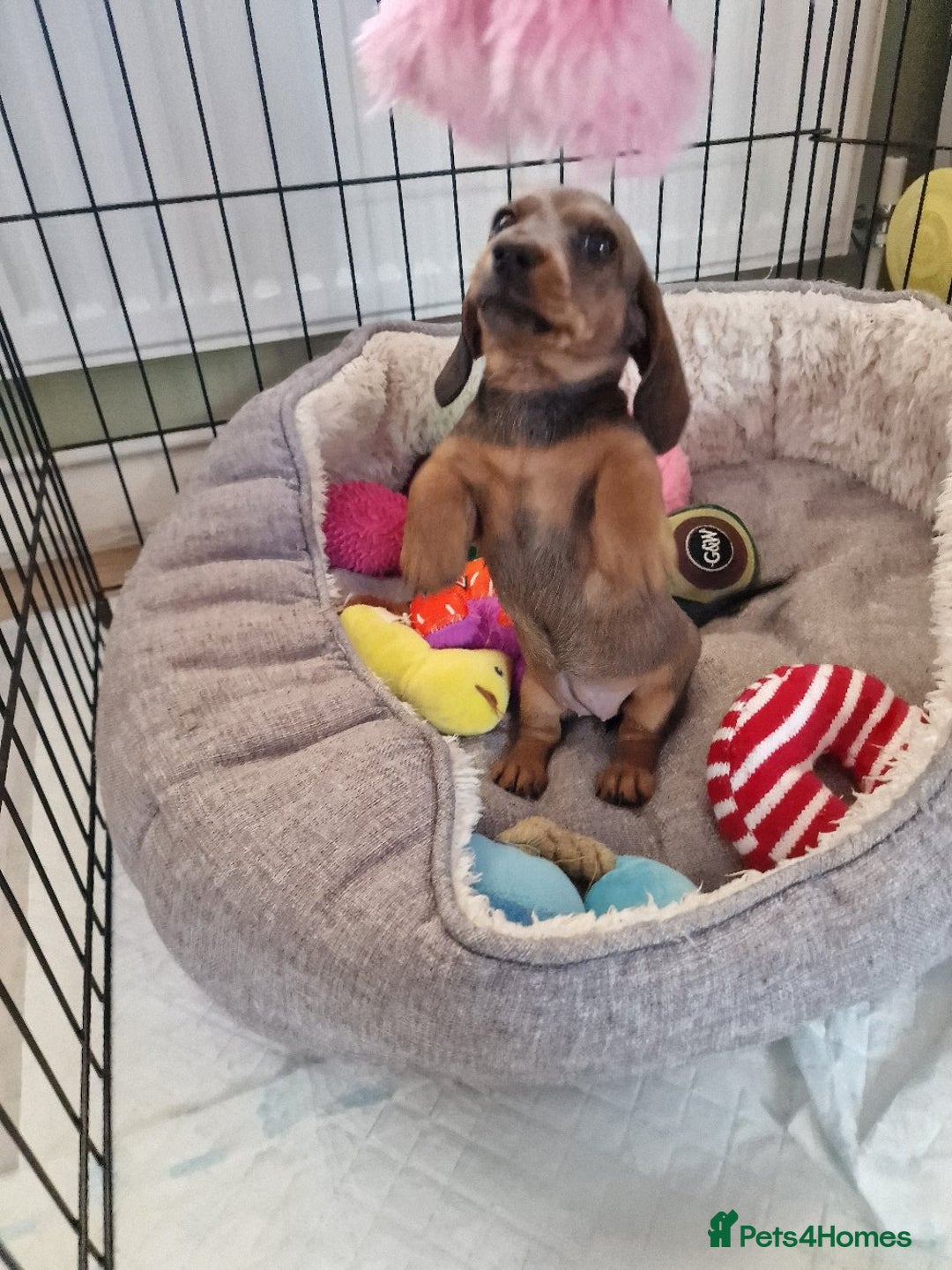 Dachshund dogs for sale: Champion sired, show quality miniature, ready now. - Image 10