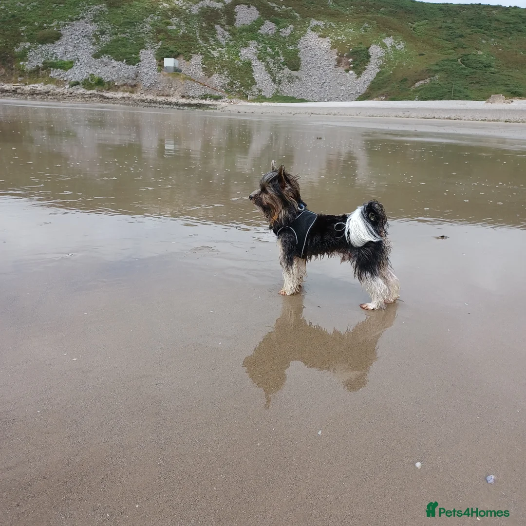 Yorkshire Terrier dogs for stud: Purebred BiewerTerrier/ColourfulYorkie Proven Stud in Merthyr Tydfil - Advert 21