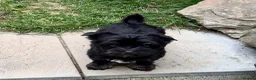 Yorkshire Terrier dogs for sale: Biewer Yorkshire Terrier Puppies 5⭐ Licensed - Advert 5