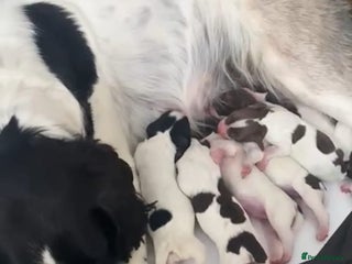 English Springer Spaniel dogs English Springer Spaniels - Advert 3