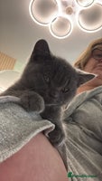 British Shorthair cats Full pedigree, British blue shorthair kittens. - Advert 8