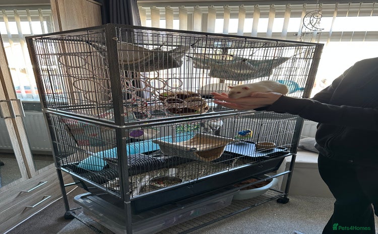 Rat rodents 2 x Gorgeous Very Friendly Male Fancy Rats - Advert 15