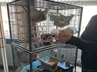 Rat rodents 2 x Gorgeous Male Fancy Rats + full set up - Advert 14