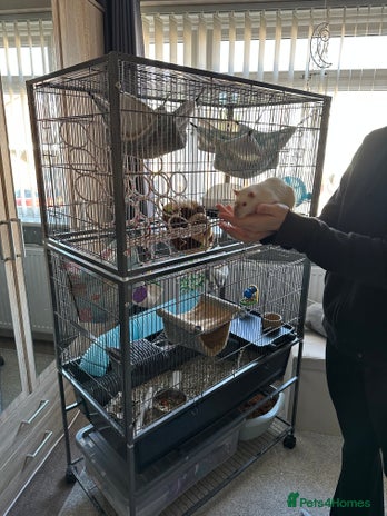 Rat rodents 2 x Gorgeous Male Fancy Rats + full set up - Advert 1