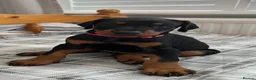 Dobermann dogs for sale: Just 1 beautiful, healthy girl left! - Advert 2