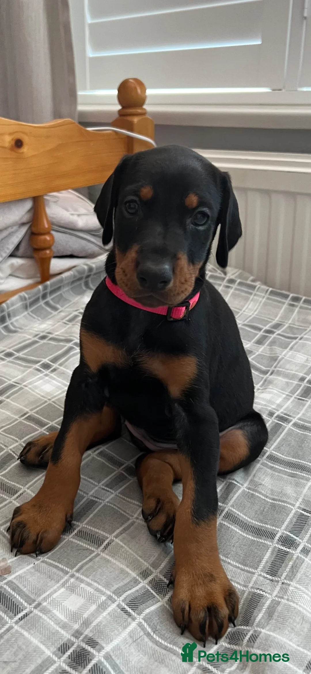 Dobermann dogs for sale: Just 1 beautiful, healthy girl left! - Advert 2