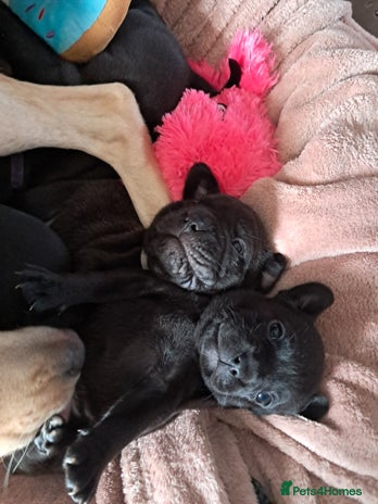 Mixed Breed dogs - Advert 5