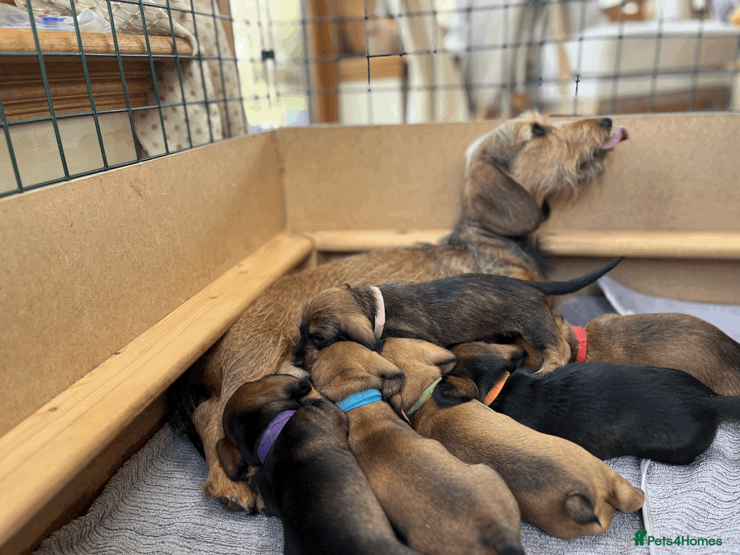 Dachshund dogs for sale: Dachshund puppies - Advert 2