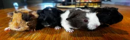 Guinea Pig rodents for sale: Beautiful girls handsomr boys - Advert 6