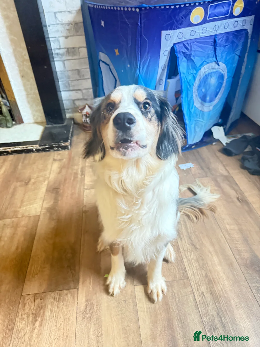 Mixed Breed dogs for sale: cocker spaniel boarder collie mix  - Advert 3